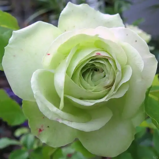 60-80 cm - Trandafiri - Lovely Green™ - 